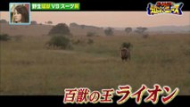 世界がザワついた(秘)映像　アフリカ・丸腰で野生の猛獣と対決