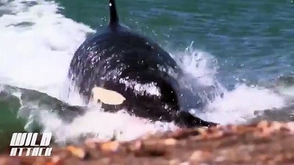 Killer Whale Caught the Seal in the Beach!