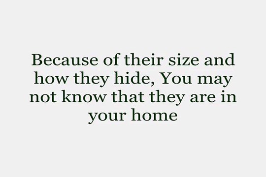 Eliminate Bed Bugs So Contact Bed Bug Exterminator Manhattan