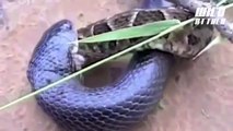 Cobra vs Python - Python Eats Cobra