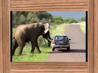 elephant attack    elephant attack car    elephant attacks human    new 2014 HD