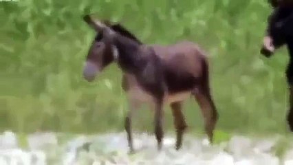 Lion Donkey Took Down İn One Fell Swoop,Ttore, Attacked, Amazing, Amazing