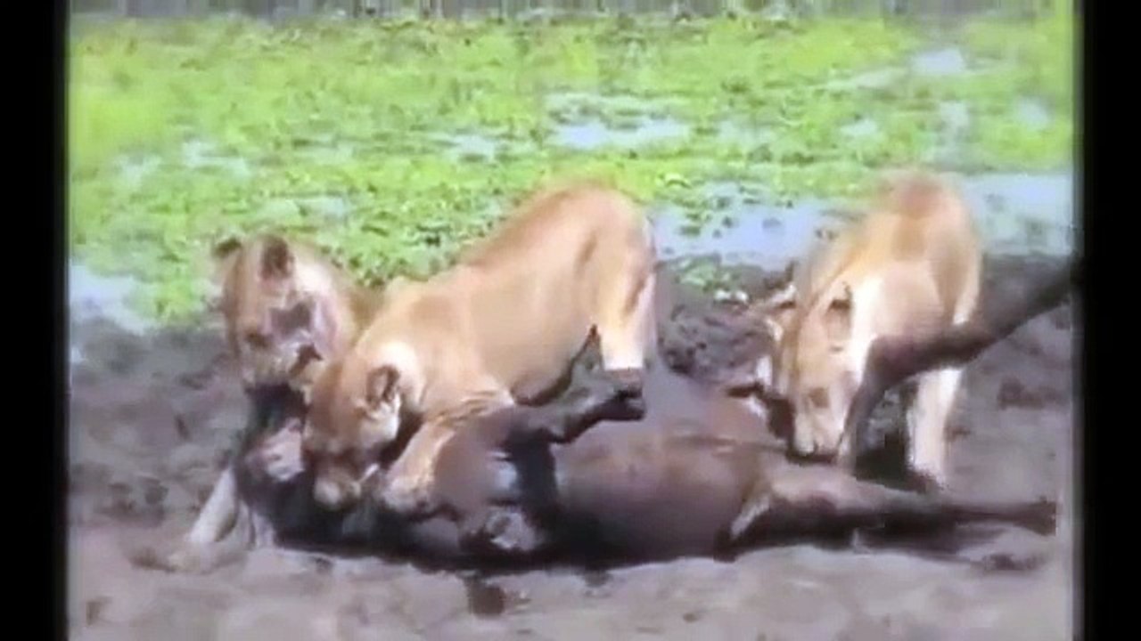 Lion Eating Antelope Testis When It's Alive