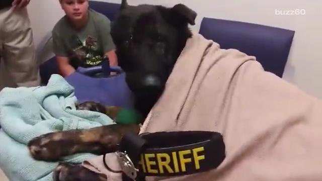 Dying K-9 officer's touching final tribute will have you in tears