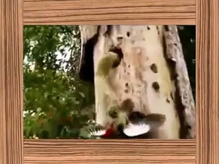 Snake vs Woodpecker   Animal Fight