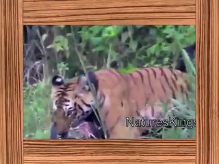 tiger attack    tiger attack wild boar    tiger vs boar    tiger vs wild boar    HD