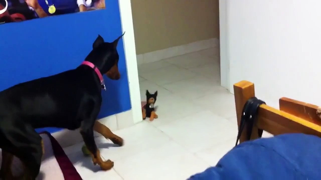 ★ DOBERMAN SE VUELVE LOCO CON UN MUÑECO ★ Perros Locos - Humor Perros Divertidos Chistosos