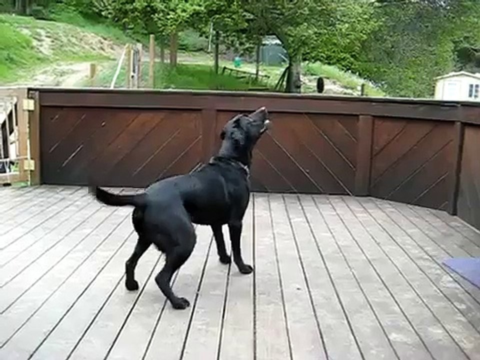 ★ EL SUEÑO DE ESTE PERRO SE HIZO REALIDAD! - Perros Locos Humor Divertidos Perros Chistosos Risa