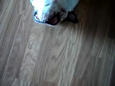 ★ ESTE BULLDOG SE HACE EL MUERTO ★ Perros Locos - Humor Perros - Perros Divertidos Chistosos