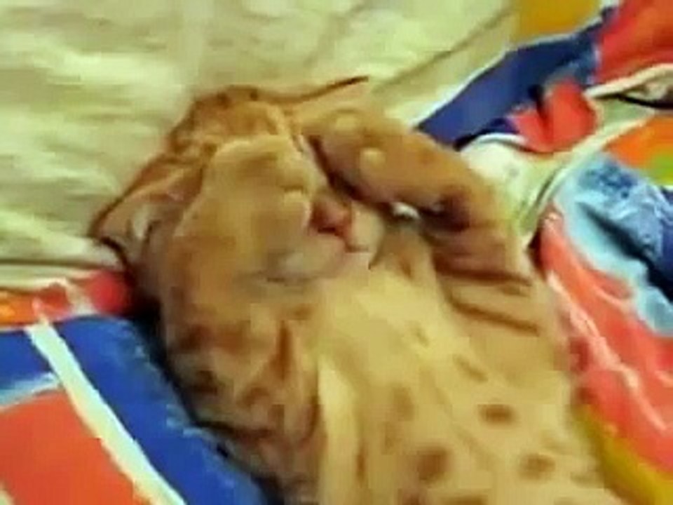 ★ ESTE GATO NO QUIERE SABER NADA DEL MUNDO (MUY TIERNO) ★ humor gatos video divertido chistosos
