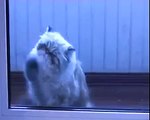 El Gato Limpia Virdrio! ★ Gato divertido gato chistoso gato tierno loco risa humor