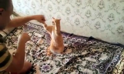 Boxeando Con Mi Gato! ★ Gato divertido gato chistoso gato tierno loco risa humor