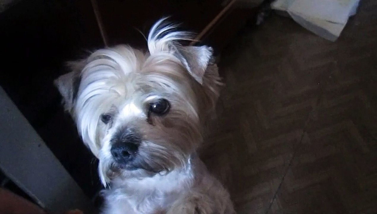 LILI