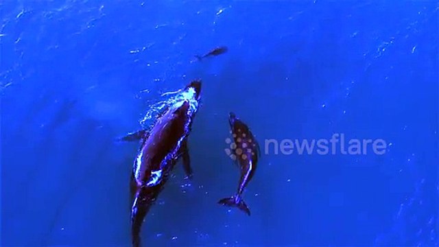 Une maman et un bébé baleine nagent avec une maman dauphin et son petit