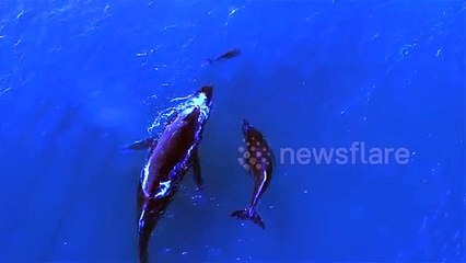 Une maman et un bébé baleine nagent avec une maman dauphin et son petit
