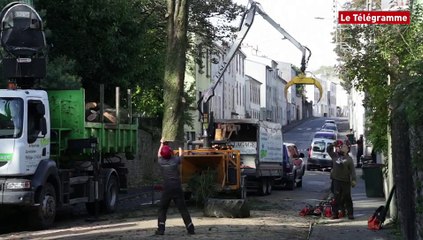 Brest. Un arbre découpé au "M" (Le Télégramme)