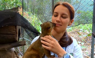 Playful Kinkajou Loves to Give Kisses