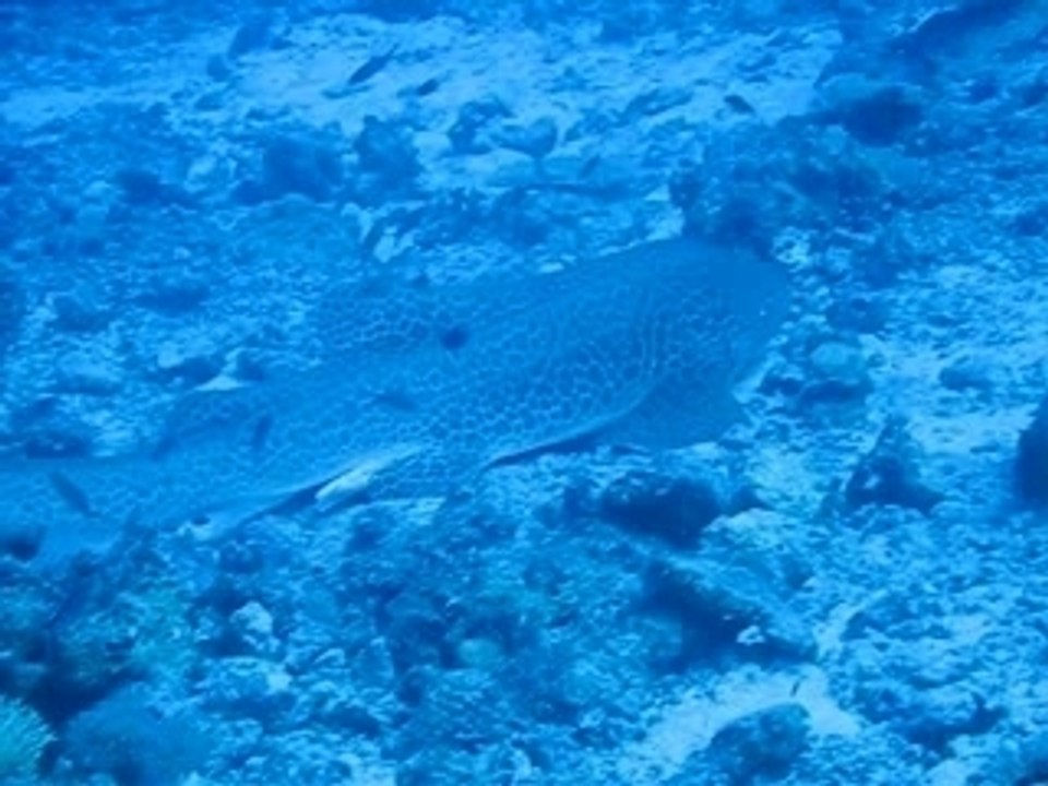 Lifou_requin_leopard