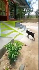 Goat Slide and Playing like Humans