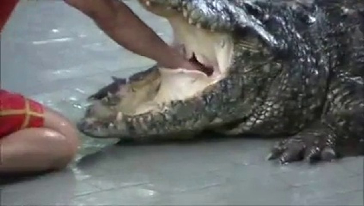 This man sticks his arm in a Crocodile stomach