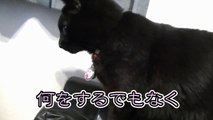 【第8話】子猫と初対目した黒猫ビター。その時ビターは・・・（面白い＆可愛い子猫）