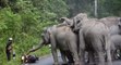 Des éléphants attaquent un motard en Thaïlande