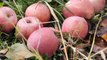 D!CI tv : On dit qu'il y autant de variétés de pommes que de village dans les Hautes-Alpes.