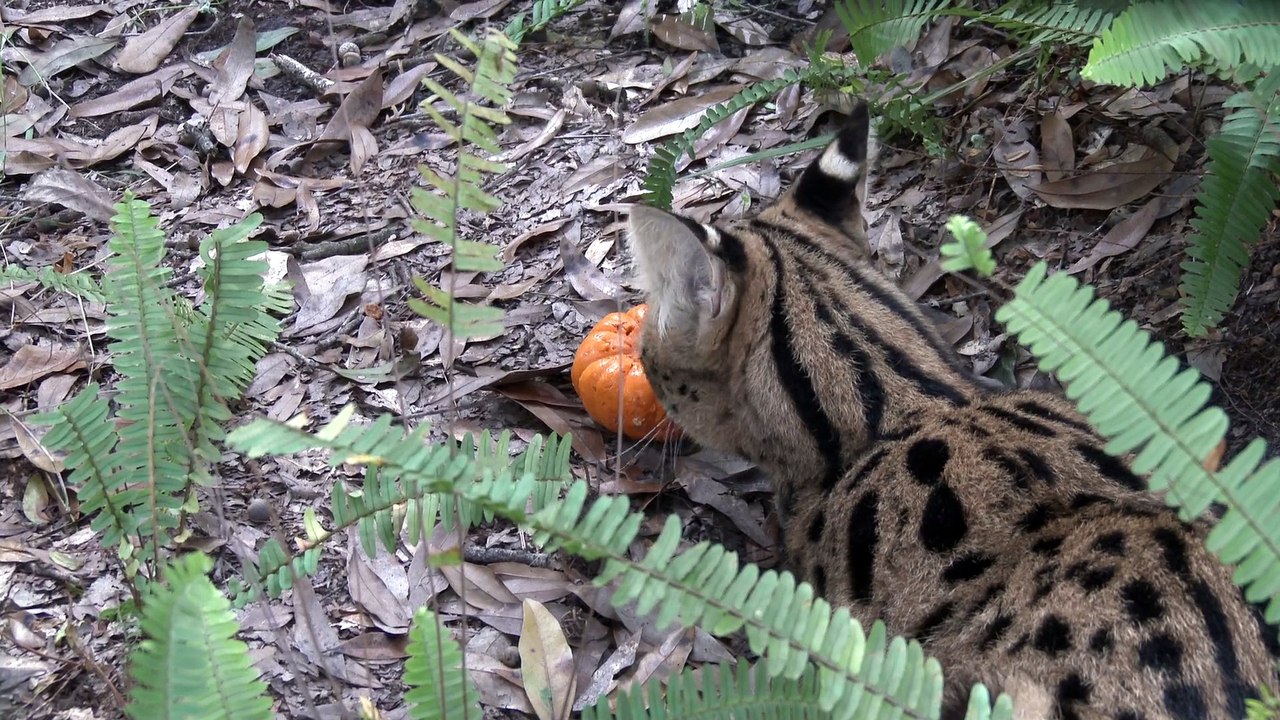 Big Cat And Pumpkins