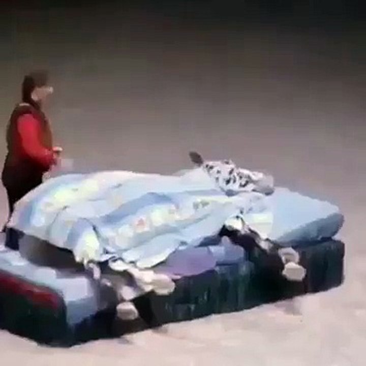 Intelligent Donkey!