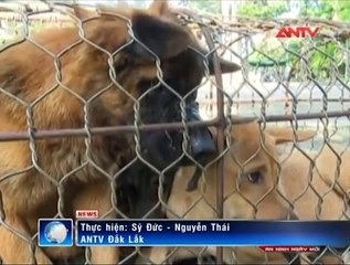 Bị CSGT truy đuổi, “nữ quái” trộm chó phi tang đồ nghề