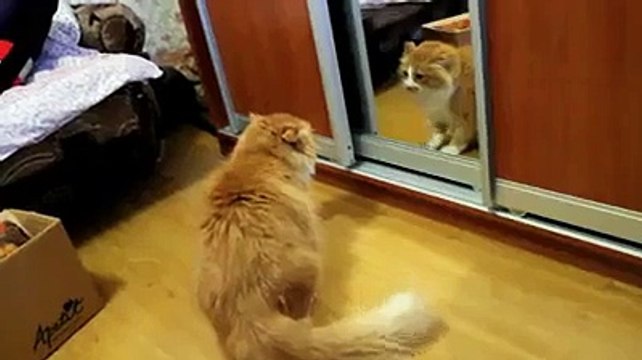 Bir türlü uyanamayan bebek - Funny videos - Komik videolar