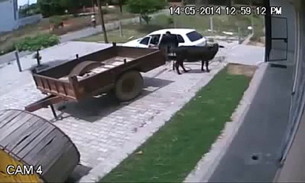 Boğadan kaçarken selfie çekmeye çalışan adam - Funny videos - Komik videolar