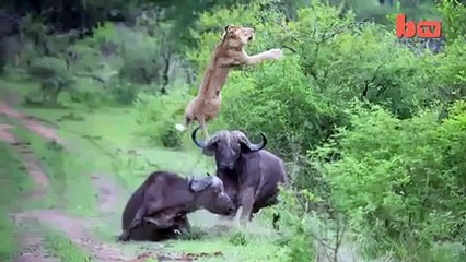 Aslan böyle terbiye edilir - Funny videos - Komik videolar