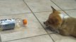 Bottle Fascinates Bilbo the Corgi Puppy