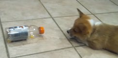 Bottle Fascinates Bilbo the Corgi Puppy