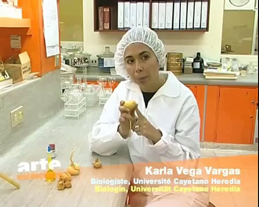 Maca Pérou - reportage sur la maca du Pérou | partie 1