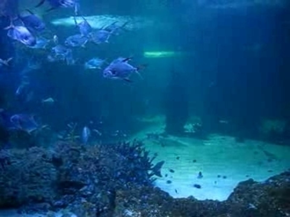 Sydney_aquarium