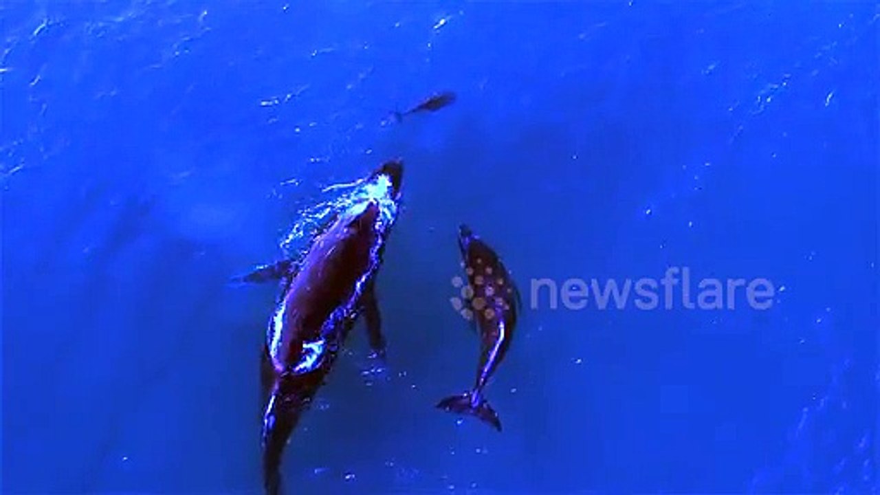 Un baleine et son baleineau nagent à côté d'un dauphin et son bébé