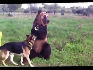 Удивительный обученный медведь: невероятные трюки и выступления 🐻