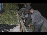 Venezia - Sequestrata piantagione di marijuana lungo l'argine del Po (20.10.15)