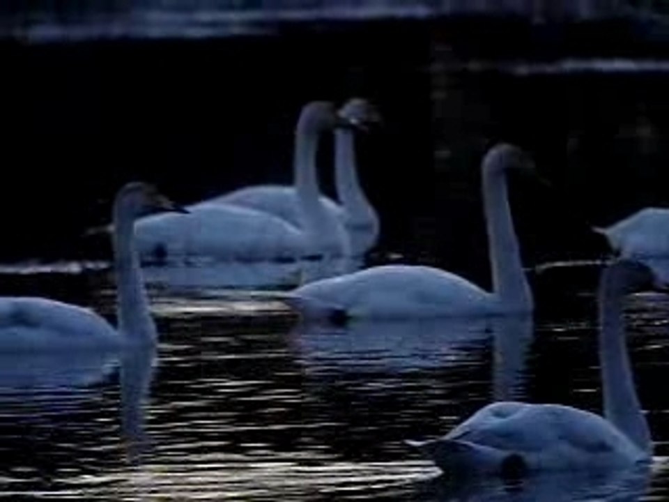 Cygnes chanteurs