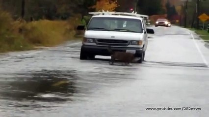 Лосось переплывает дорогу - собака на рыбалке