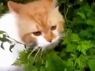 Кот ГОВОРИТ Оооооо, ЧУВАКИ ! Приколы Кошки Разговарив
