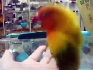 Попугай, который видел секс fl