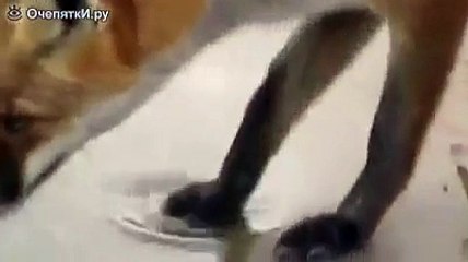 Лисица и огромный сом