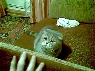 Кто дразнит котэ, тот покойник)))