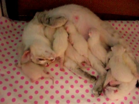 Улёт! - Кошка говорит Чужих котят не бывает! - Funny Cats -