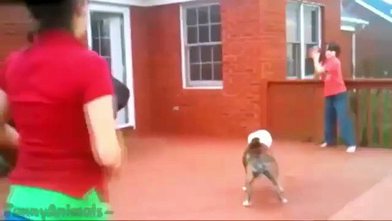 Funny Animals Jump Fails Compilation 2015 - Funny Videos - Hahaha