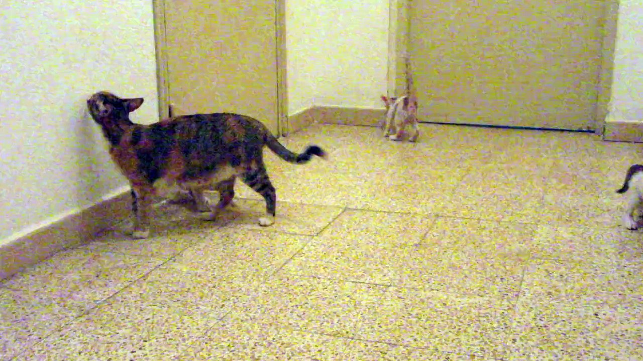 chats super actifs 3 : lol