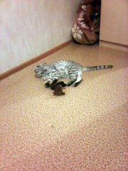 кот и лошадь